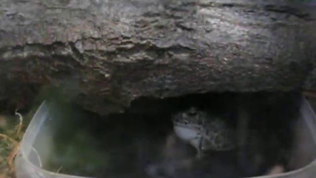 bufo viridisзеленая жаба. Самец учится петь