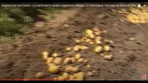 САД, ОГОРОД НА КУБАНИ. ОСОБЕННОСТИ ОГОРОДНИЧЕСТВА.