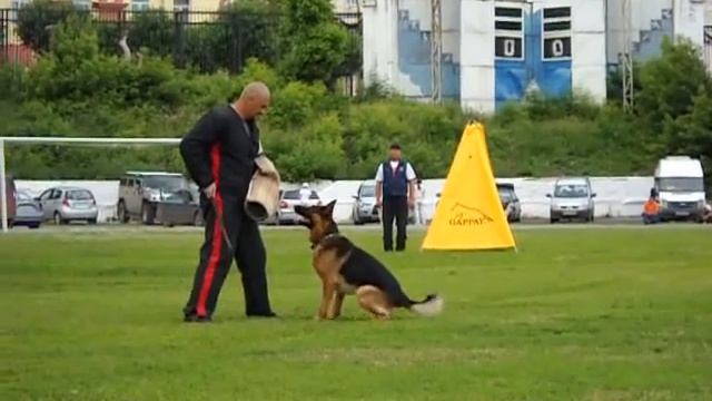 Dog Training Sport.Ной.Чемпионат России по ЗКС. смотреть онлайн