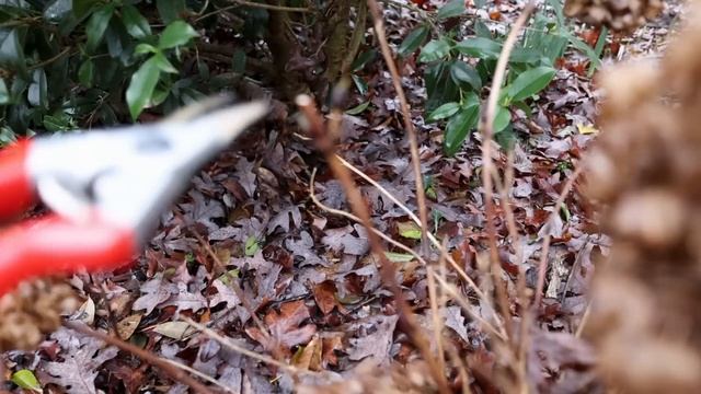 How to Prune Hydrangeas смотреть онлайн