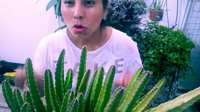 stapelia gigantea o estrella de las moscas tips y cuidados!!! #caterinvlogs смотреть онлайн