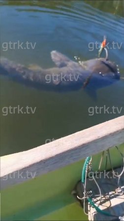 «Не представляю, сколько он весит»: в Башкирии рыбак снял на видео огромного сома
