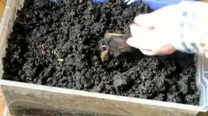 Домашнее разведение земляных червей