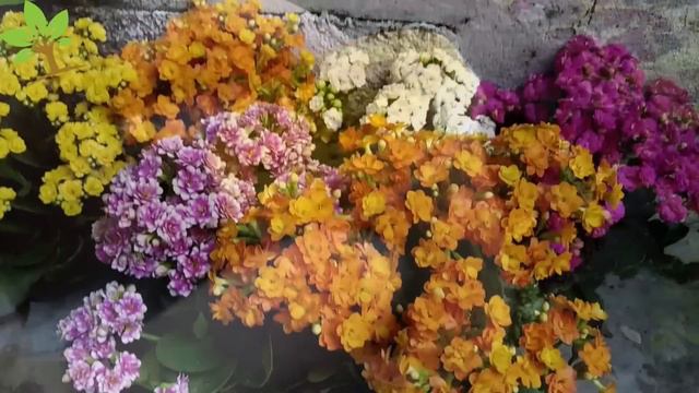 Esse pó faz suas plantas estourarem com tantas flores! Planta feia fica bonita