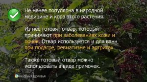 Ягоды Бузины Лечебные Свойства. Бузина черная польза и вред