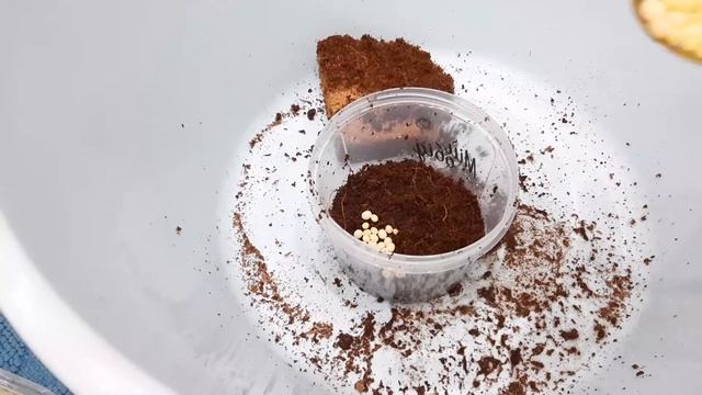 Как содержать и выращивать яйца улиток ахатин? смотреть онлайн