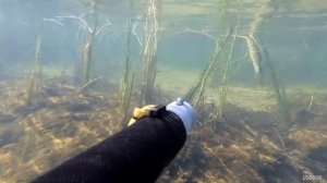 Подводная охота в ХМАО/ Ружьё Таймень 600