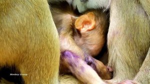 Tiny baby Lola so hungry cry request milk, Why mom Leyla not understand?