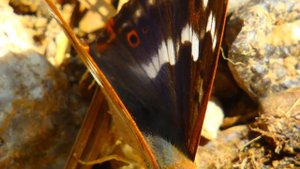 Бабочка Переливница ! Одна из самых красивых бабочек в природе !