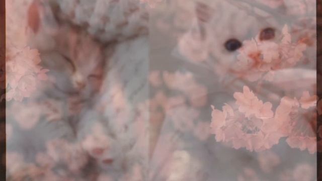 cat beauty subliminal ? кошачья красота саблиминал°•*°•