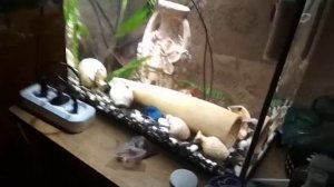 Кормлю своего тритона и аквариумных рыбок!!!!