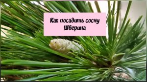 Как посадить сосну Шверина.