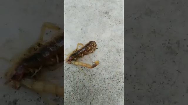 Centipedes, Insects, Spiders, Scopions, Venom insect 14