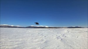 Тюлень и ворон. Кандалакшский заповедник