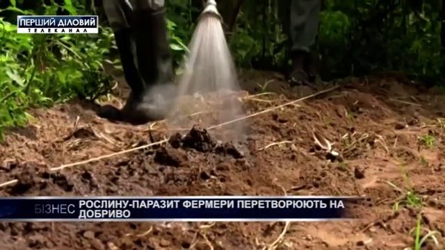 Растение-паразит фермеры превращают на удобрение