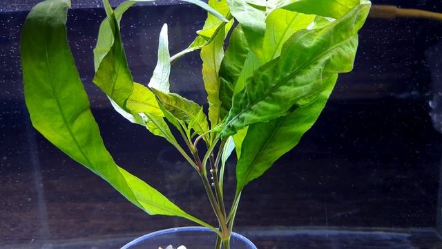 ГИГРОФИЛА АНГУСТИФОЛИЯ РУБРА. hygrophila angustifolia rubra. СЕКРЕТЫ СОДЕРЖАНИЯ В АКВАРИУМЕ смотреть онлайн