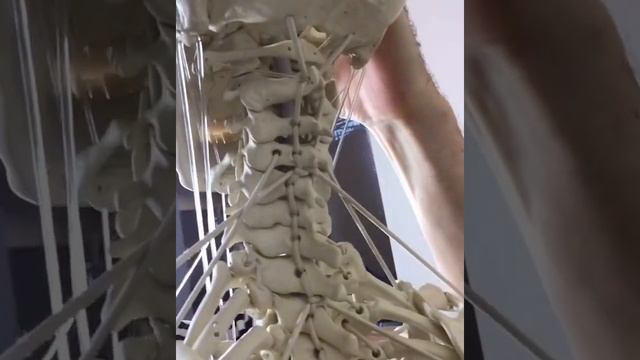 Functional Anatomy of the Hyoid Bone on the Skeleton Model | BONEMAN.pro