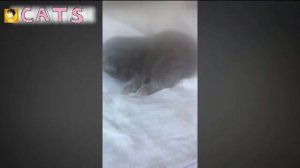 Мяуканье котят,кошек, кота мяуканье Сборник HD. Kittens meowing,cats meowing Compilation HD. Шмяк.