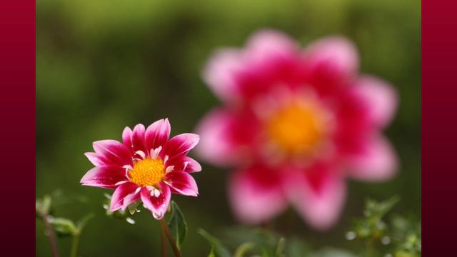 「花の写真集」ダリアの印象、dahlia、ダリアの写真集 смотреть онлайн