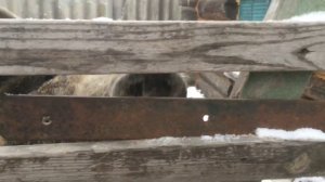 Сколько весит Венгерская пуховая мангалица в 1 месяц ? Уличное содержание свиней!