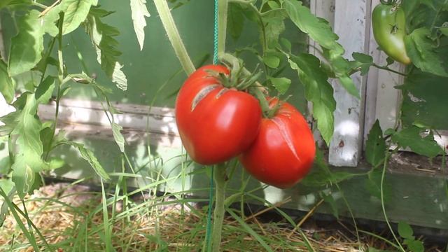 Сорт - "ИТАЛЬЯНСКАЯ СЛИВА". Томаты от Фёдора. смотреть онлайн