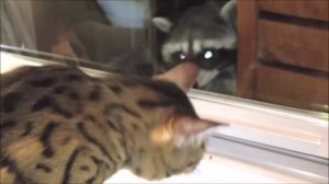 Милые Еноты и Кошки! Забавная Видео Подборка  / Raccoon And Cat