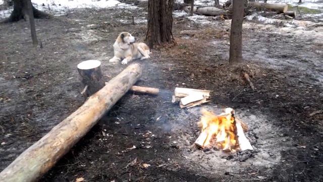 Безмятежность в лесу. Алабай отдыхает. смотреть онлайн