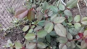 VLOG Розы Наранга и Примадонна.