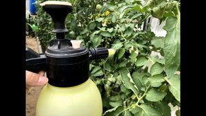 Надёжное средство от гнили на томатах есть! Такие пятна на помидорах это не болезнь