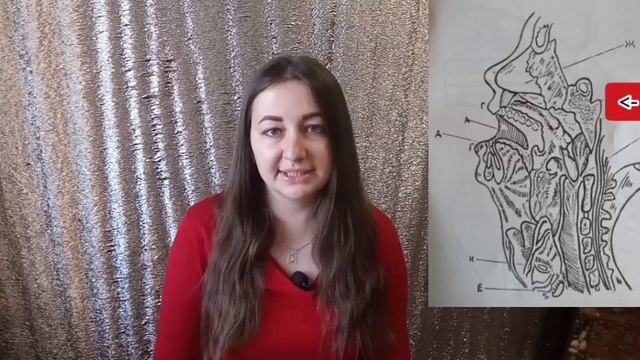 Строение голосового аппарата смотреть онлайн