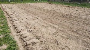 Садим картошку ледобуром