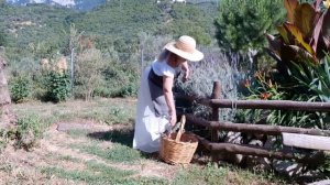 Шале  и розы  в горах  Италии. Сбор лаванды.