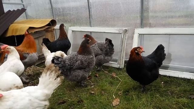 Зимовка кур в теплице, за или против? Куры породы Маран. смотреть онлайн