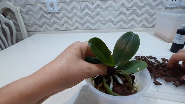 Пересадка орхидеи Sogo Pony через полгода после получения. смотреть онлайн