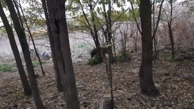 Что едят свиньи. Чипе по дороге на дачу! Свиноводство, скот и птица смотреть онлайн