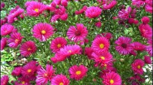 ❀МНОГОЛЕТНИЕ ЦВЕТЫ,КОТОРЫЕ МОЖНО ПОСАДИТЬ НА ГЛИНИСТОЙ ПОЧВЕ.КАК УЛУЧШИТЬ СТРУКТУРУ ПОЧВЫ.❀