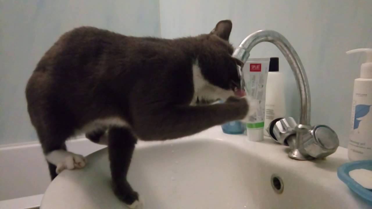 наш кот пьет из-под крана