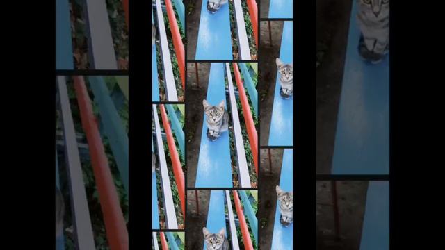 Серая красивая кошечка