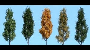 "Пять тополей" (Д.Хиль - Ю.Панкратов)