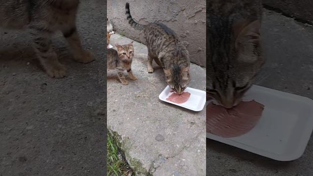 How do stray cats feed? ( cute cat - cute kitten ) #shorts