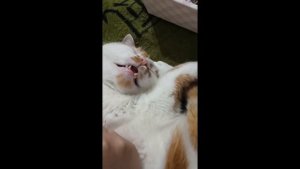 Pussy-Cat. Котик испускает огонь изо рта. Tik Tok. The cat emits fire from the mouth