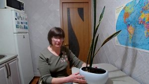 Сансевиерия (часть 1) | Причины плохого роста разрастания и заболеваний.