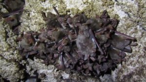 Остроухие ночницы