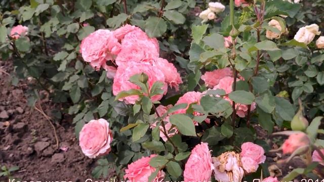 Видео обзор розы Корал Геле - Corail gelee (Kawamoto Junko Япония, 2011)_.mp4