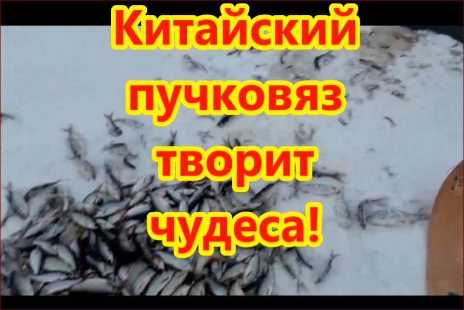 Китайский пучковяз для насадки мотыля.