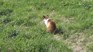 tricolored cat - for good luck