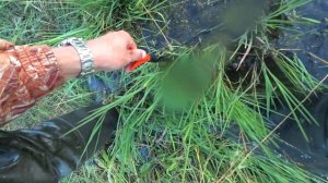 Белый амур ловля летом на кукурузу. Рыбалка на фидер 2020 год ИЮЛЬ