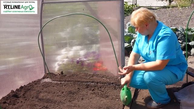 Выращивание салата в теплице осенью. Посев семян салата. смотреть онлайн