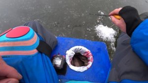 Карась зимой со льда, на поплавок и мормышку. Большой улов!