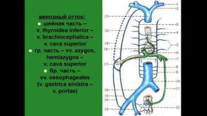 Пищевод. Кровоснабжение. Венозный отток. Иннервация. Лимфоотток